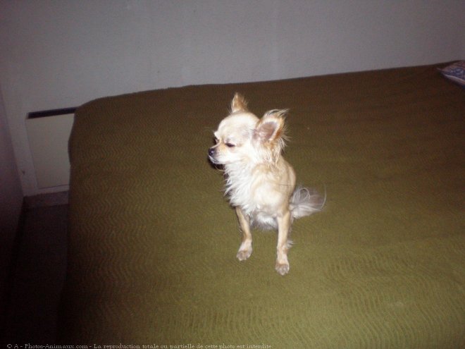 Photo de Chihuahua  poil long