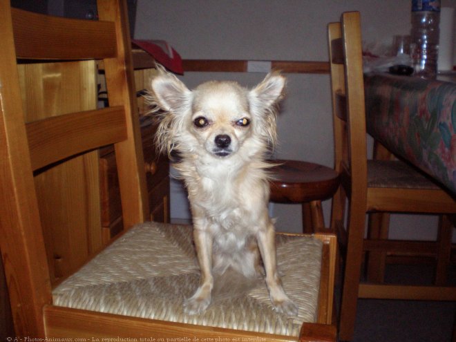 Photo de Chihuahua  poil long