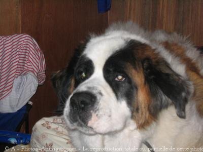 Photo de Saint-bernard poil long