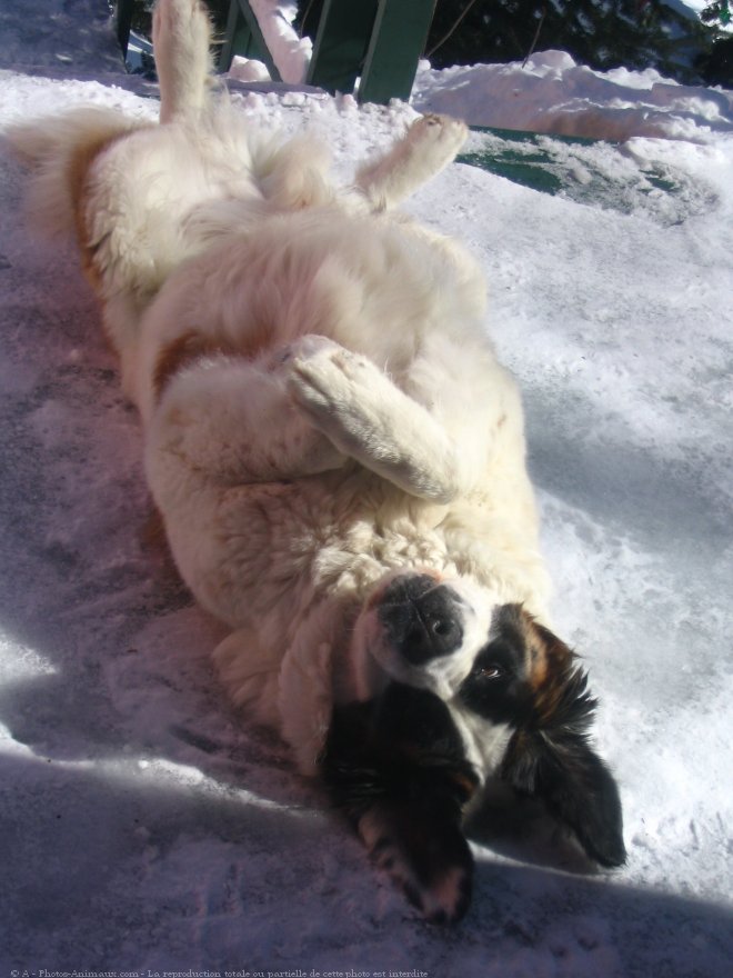 Photo de Saint-bernard poil long