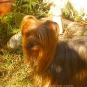 Photo de Yorkshire terrier