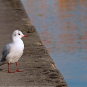 Photo de Mouette