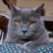 Photo de Chartreux