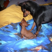 Photo de Pinscher nain