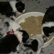 Photo de Border collie