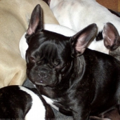 Photo de Bouledogue franais