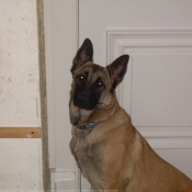 Photo de Berger belge malinois