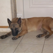 Photo de Berger belge malinois