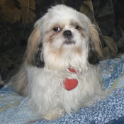 Photo de Shih tzu