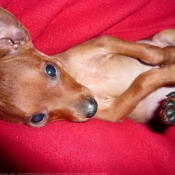 Photo de Pinscher nain