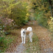 Photo d'Akita inu