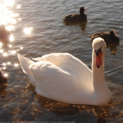 Photo de Cygne