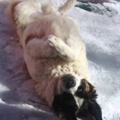 Photo de Saint-bernard poil long