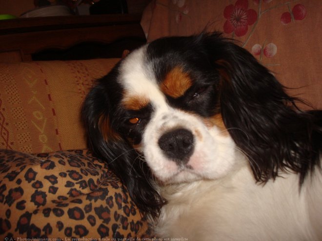 Photo de Cavalier king charles spaniel