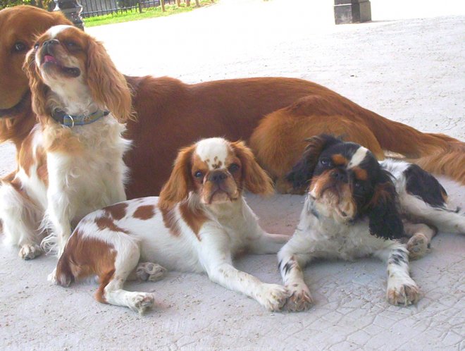 Photo de King charles spaniel