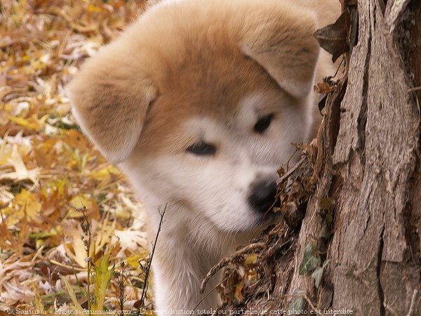 Photo d'Akita inu