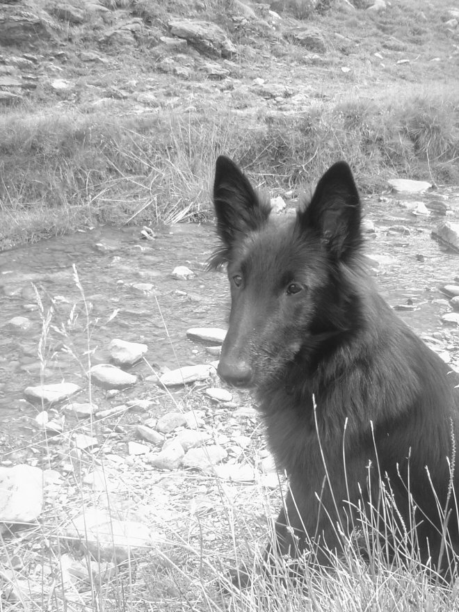 Photo de Berger belge groenendael