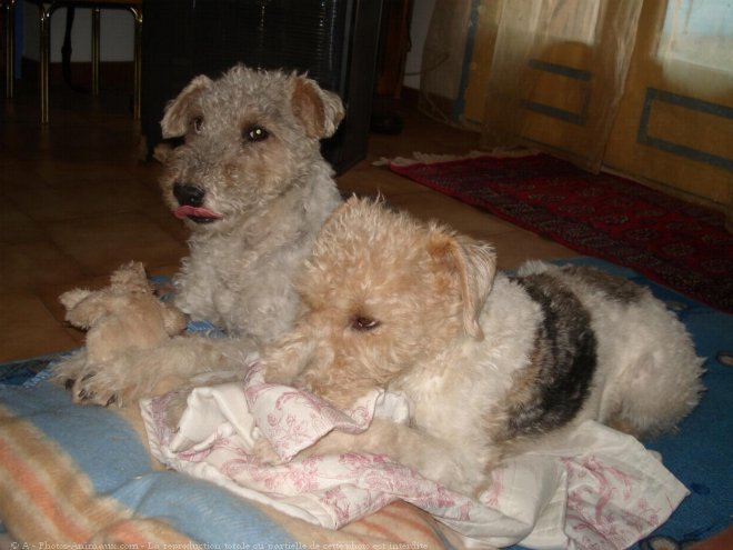 Photo de Fox terrier  poil dur