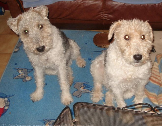 Photo de Fox terrier  poil dur