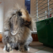 Photo de Lapin