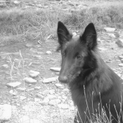 Photo de Berger belge groenendael