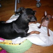 Photo de Pinscher nain