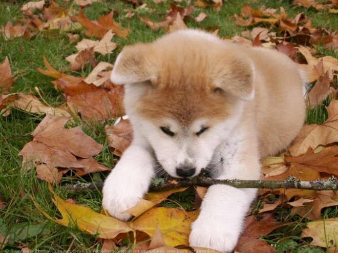 Photo d'Akita inu