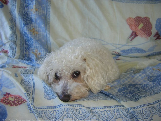 Photo de Bichon  poil fris