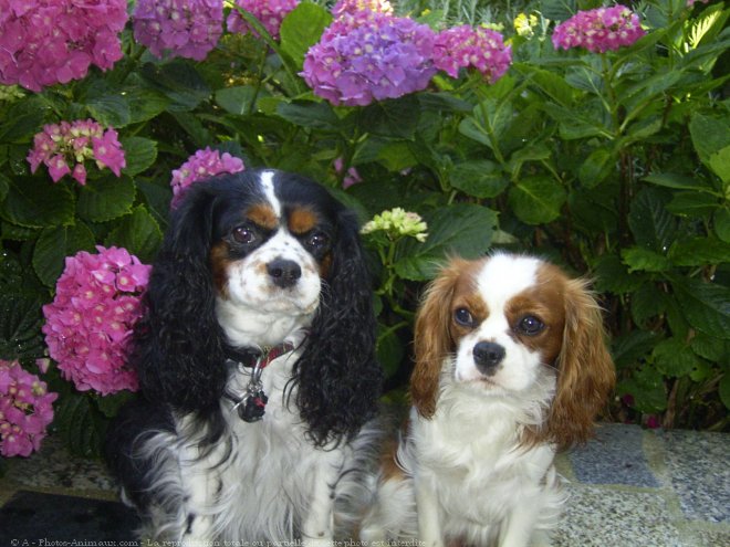 Photo de Cavalier king charles spaniel