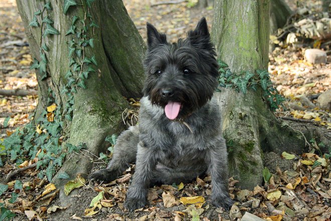 Photo de Cairn terrier