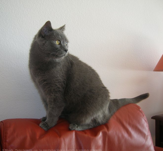 Photo de Chartreux