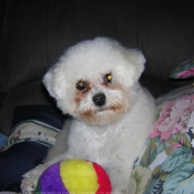 Photo de Bichon  poil fris