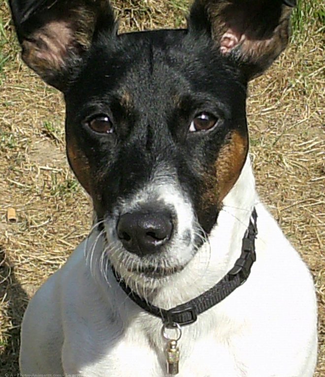 Photo de Jack russell terrier