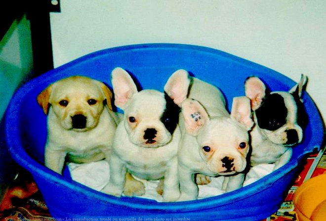 Photo de Bouledogue franais