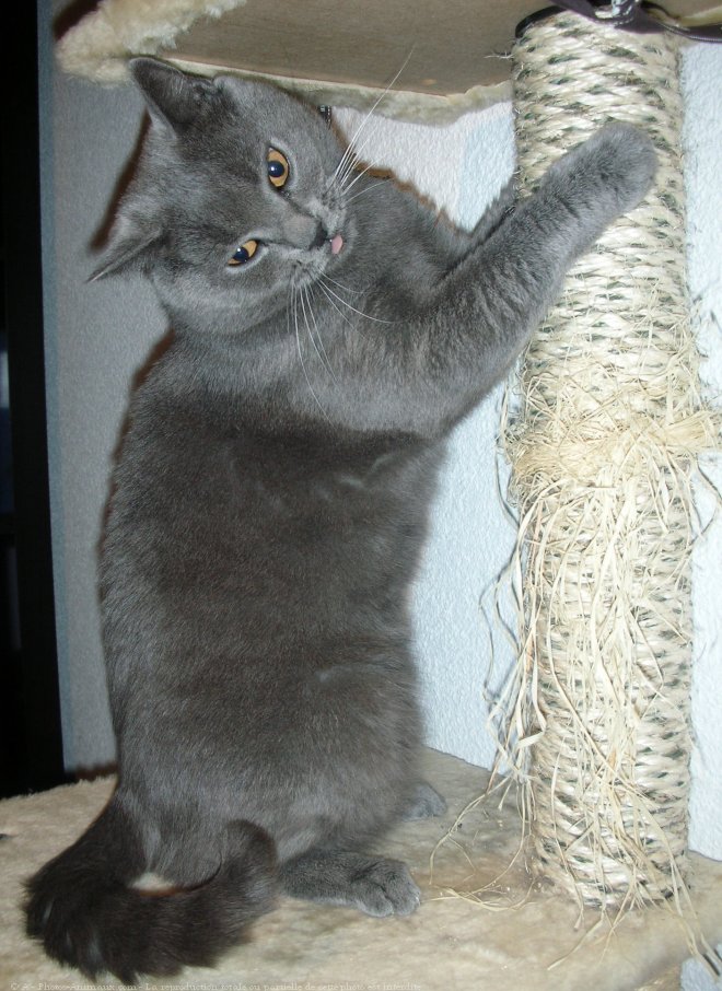 Photo de Chartreux