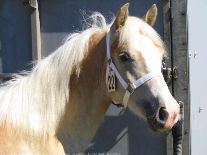 Photo de Haflinger