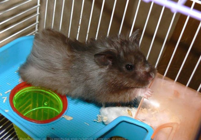 Photo de Hamster