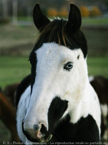 Photo de Paint horse