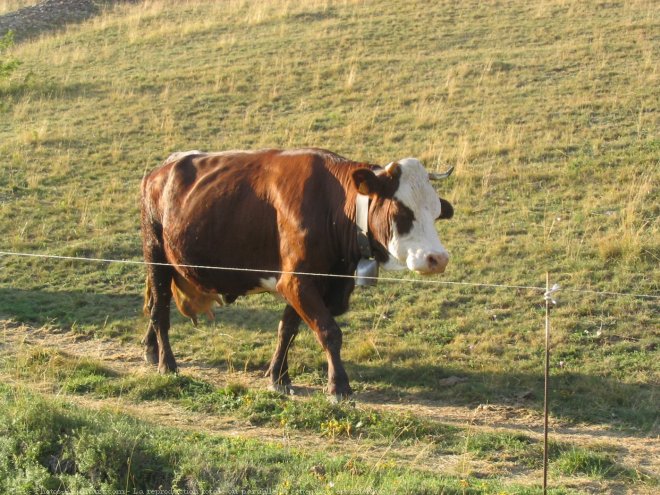 Photo de Vache