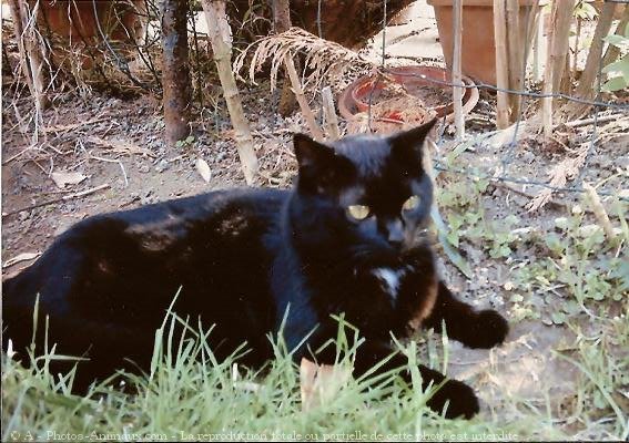 Photo de Chat domestique