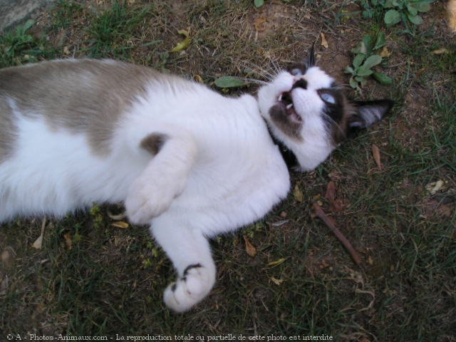 Photo de Snowshoe