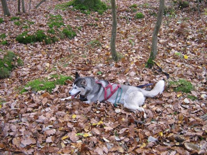 Photo de Husky siberien