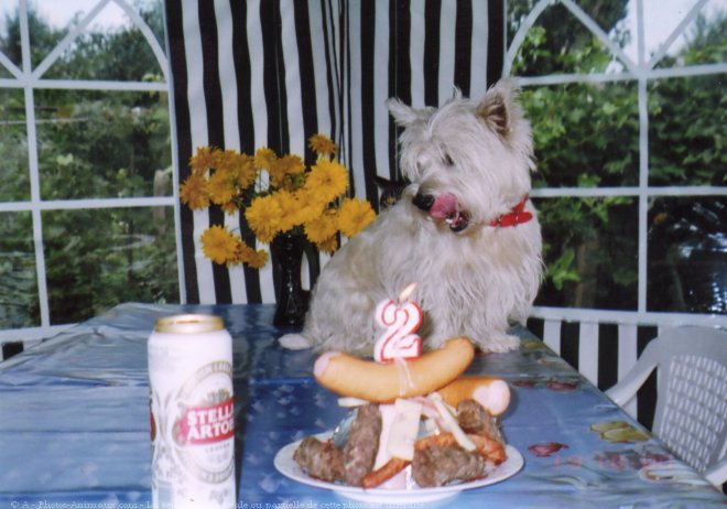 Photo de West highland white terrier