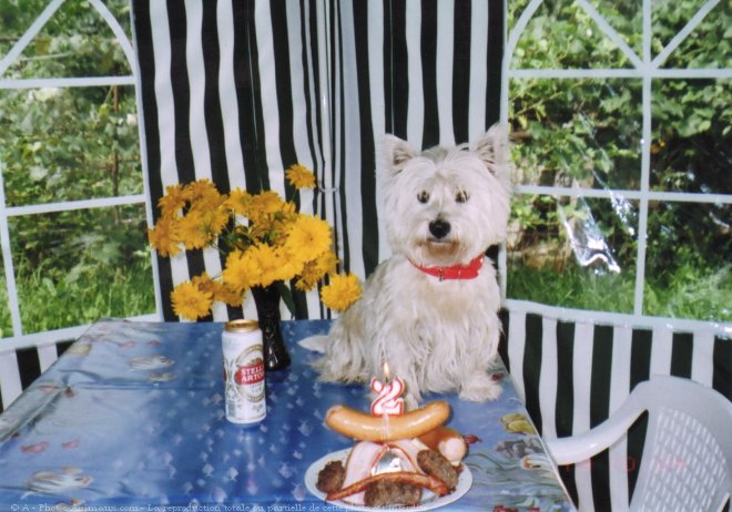 Photo de West highland white terrier