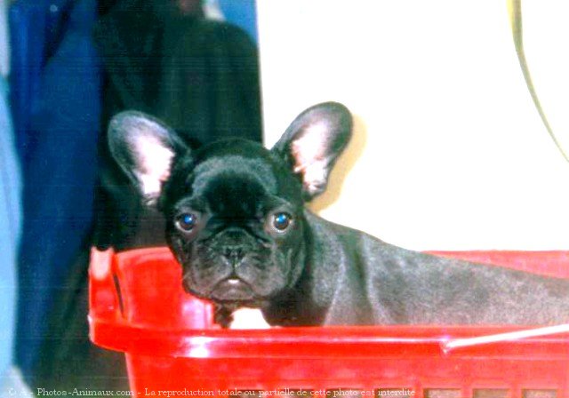 Photo de Bouledogue franais