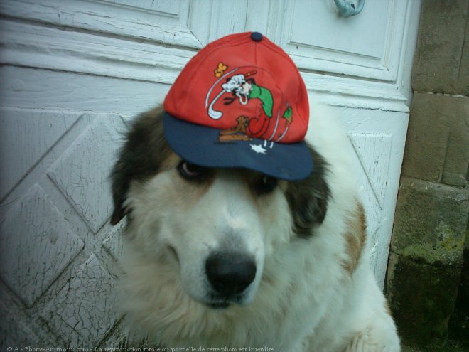 Photo de Chien de montagne des pyrnes