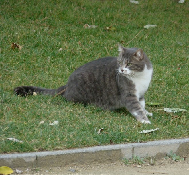 Photo de Chat domestique