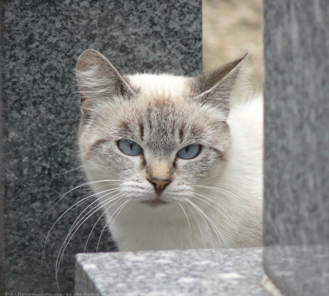 Photo de Chat domestique