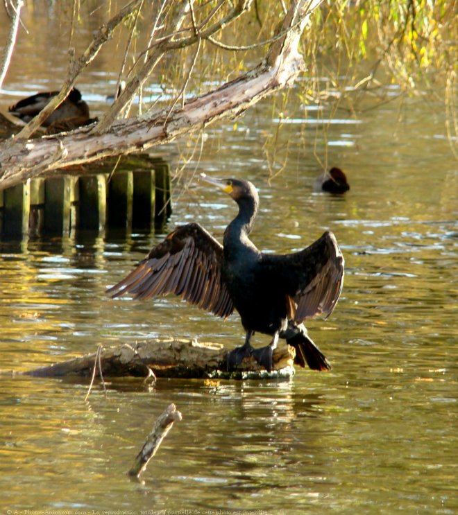 Photo de Cormorans hupps