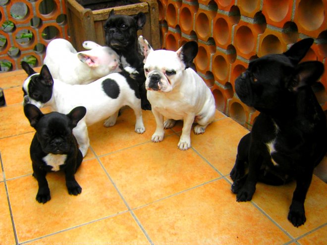 Photo de Bouledogue franais